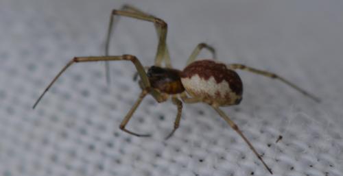 Neriene peltata